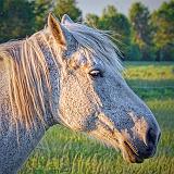 Horse Head At Sunset_10362